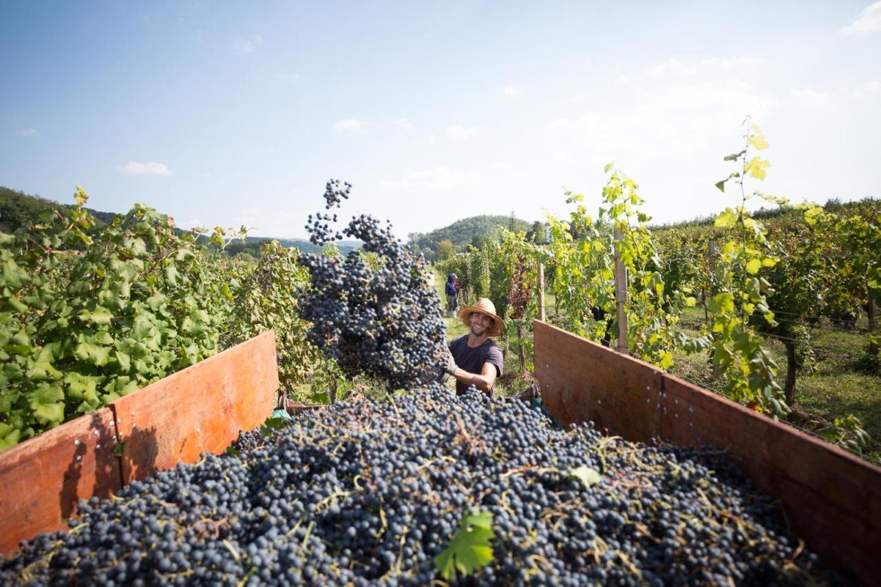 Il Roncal Wine Resort - For Wine Lovers Cividale del Friuli المظهر الخارجي الصورة