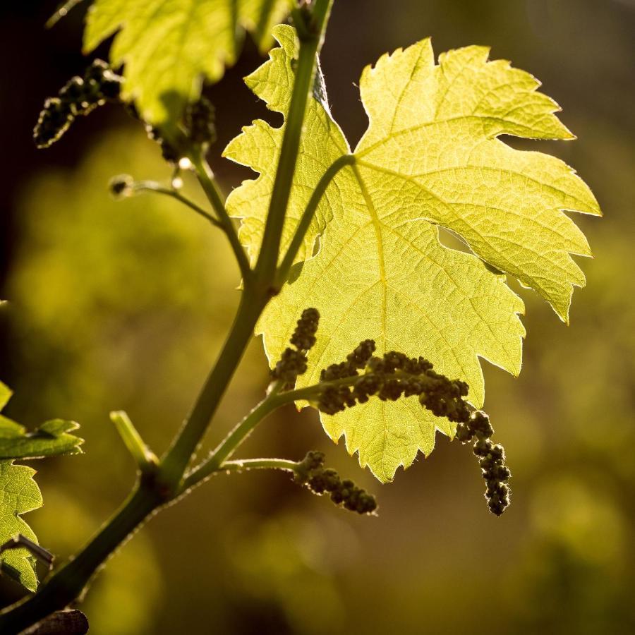 Il Roncal Wine Resort - For Wine Lovers Cividale del Friuli المظهر الخارجي الصورة