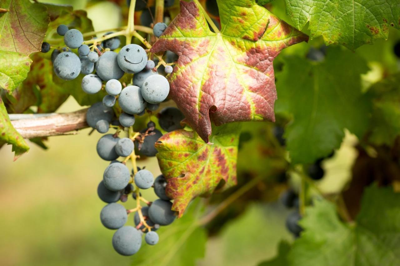 Il Roncal Wine Resort - For Wine Lovers Cividale del Friuli المظهر الخارجي الصورة
