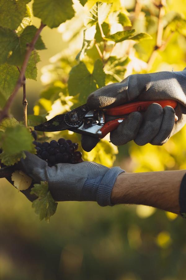 Il Roncal Wine Resort - For Wine Lovers Cividale del Friuli المظهر الخارجي الصورة