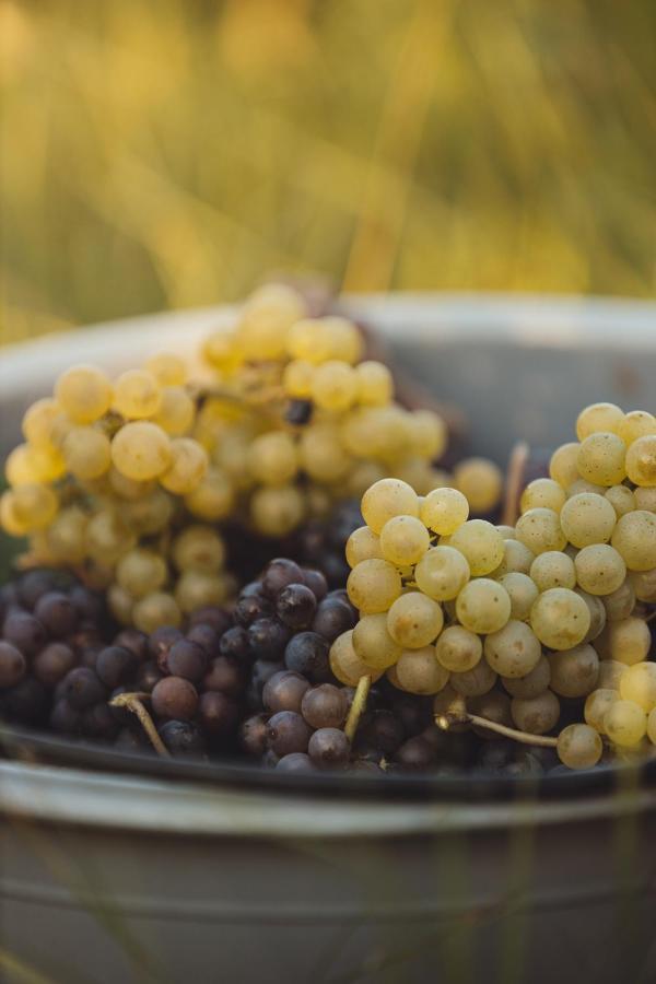 Il Roncal Wine Resort - For Wine Lovers Cividale del Friuli المظهر الخارجي الصورة