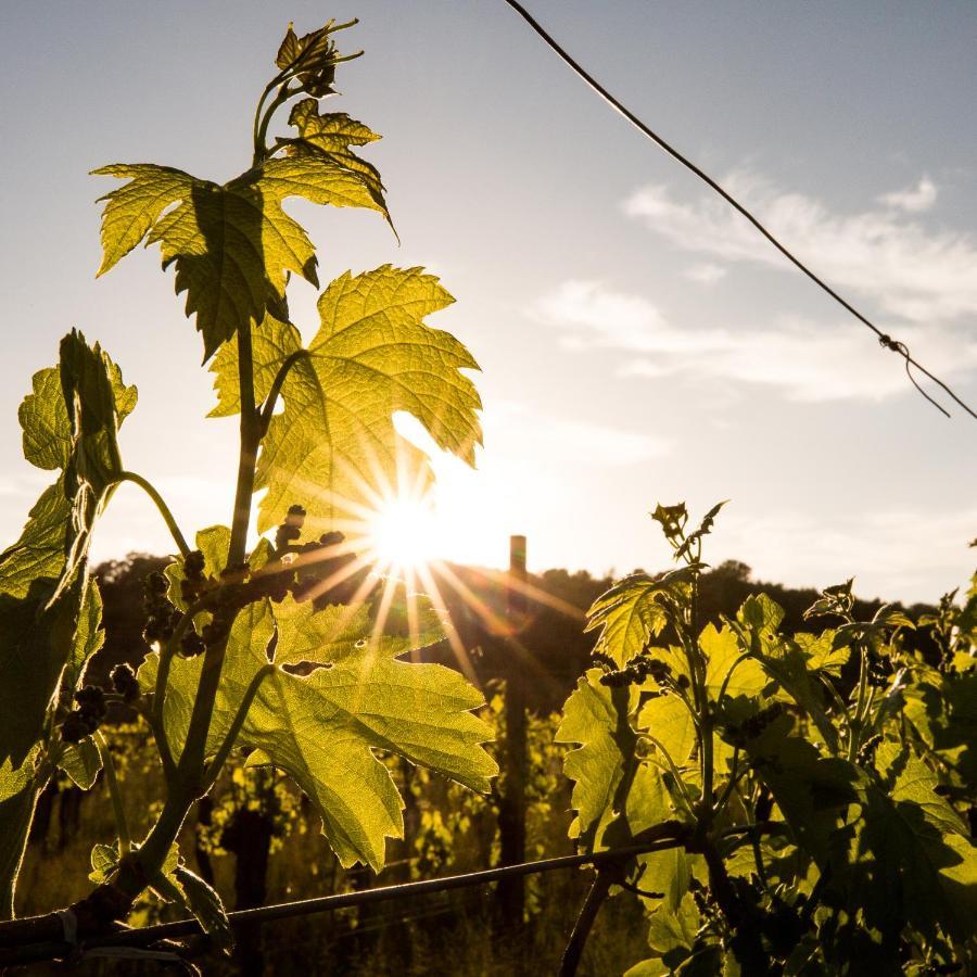 Il Roncal Wine Resort - For Wine Lovers Cividale del Friuli المظهر الخارجي الصورة