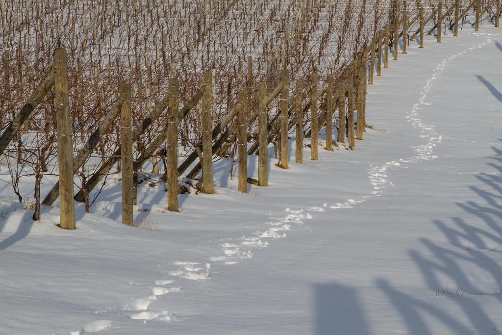 Il Roncal Wine Resort - For Wine Lovers Cividale del Friuli المظهر الخارجي الصورة